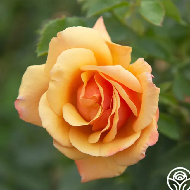 Belle Époque>Heirloom Roses Online