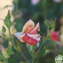 Belle Époque><noscript><img width=
