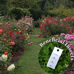 Beneficial Insect Subscription>Heirloom Roses Online