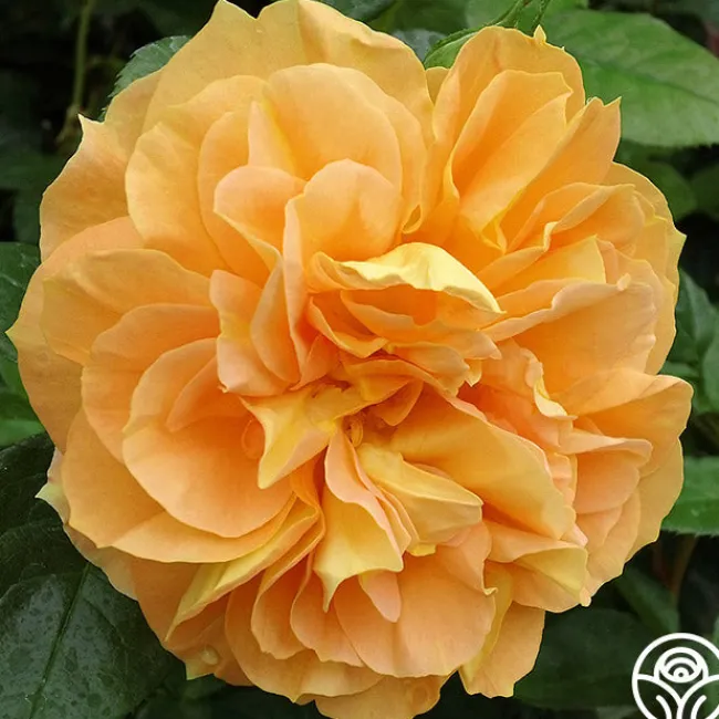 Bernstein-Rose>Heirloom Roses