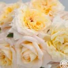 Beryl Bach>Heirloom Roses Discount