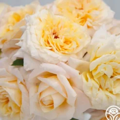 Beryl Bach>Heirloom Roses Discount