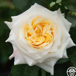Beryl Bach>Heirloom Roses Discount