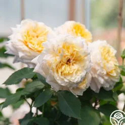 Beryl Bach><noscript><img width=