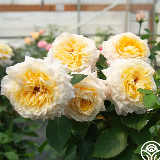 Beryl Bach>Heirloom Roses Discount