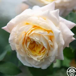 Beryl Bach><noscript><img width=