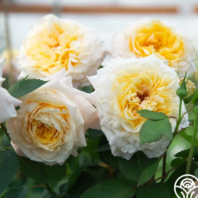 Beryl Bach>Heirloom Roses Discount