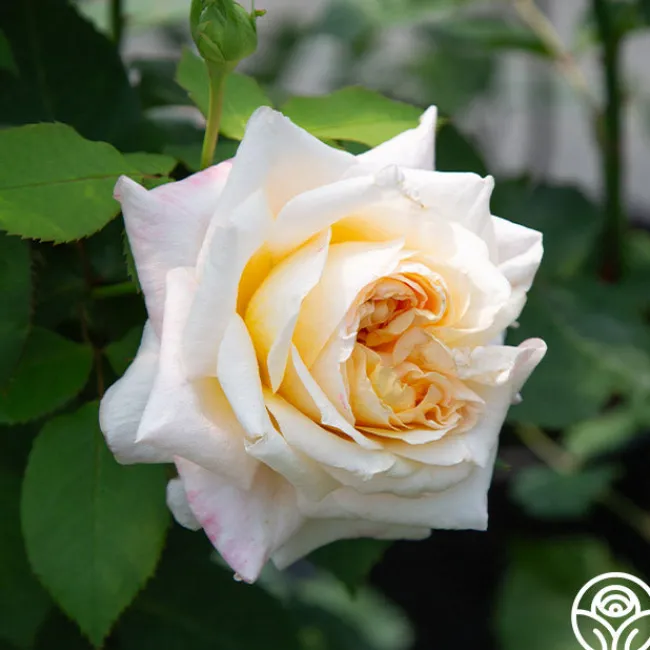 Beryl Bach>Heirloom Roses Discount