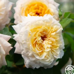 Beryl Bach><noscript><img width=