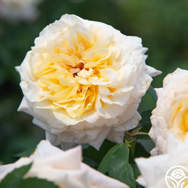 Beryl Bach>Heirloom Roses Discount