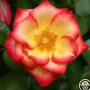 Betty Boop™>Heirloom Roses Sale