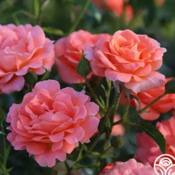 Betty Harkness™>Heirloom Roses Hot