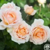 Betty White™>Heirloom Roses Discount