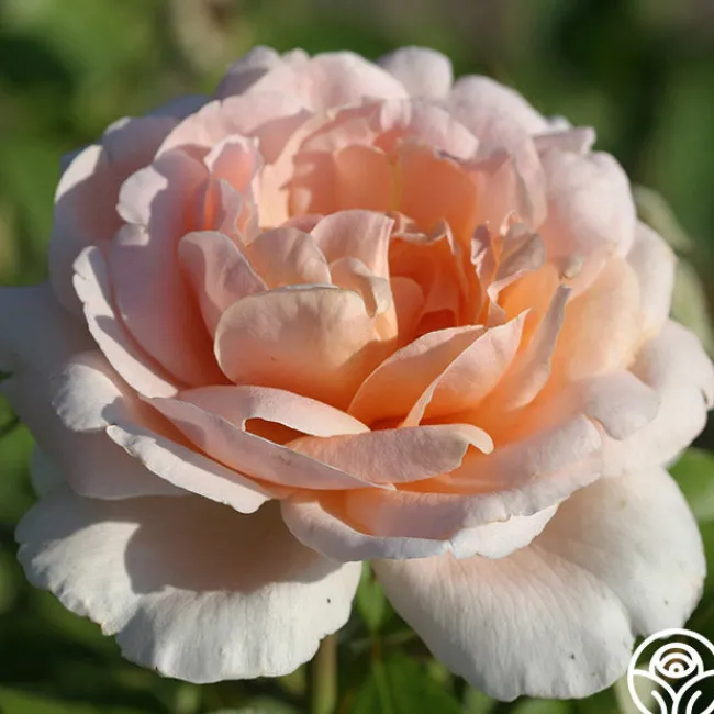 Betty White™>Heirloom Roses Discount