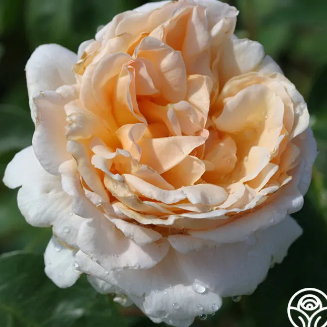 Betty White™>Heirloom Roses Discount