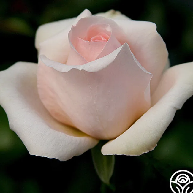 Betty White™>Heirloom Roses Discount