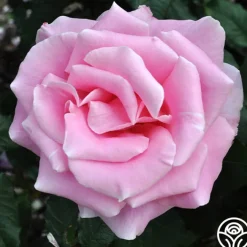 Bewitched>Heirloom Roses Hot
