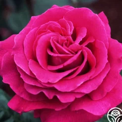 Big Purple®><noscript><img width=