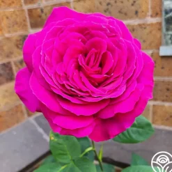 Big Purple®><noscript><img width=