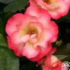 Birthday Girl>Heirloom Roses Best