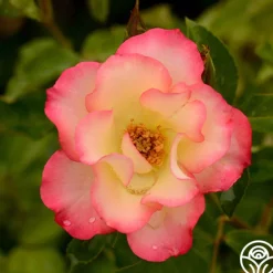 Birthday Girl>Heirloom Roses Best