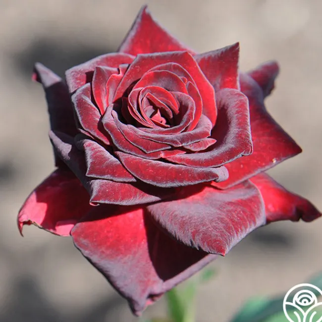 Black Baccara®>Heirloom Roses