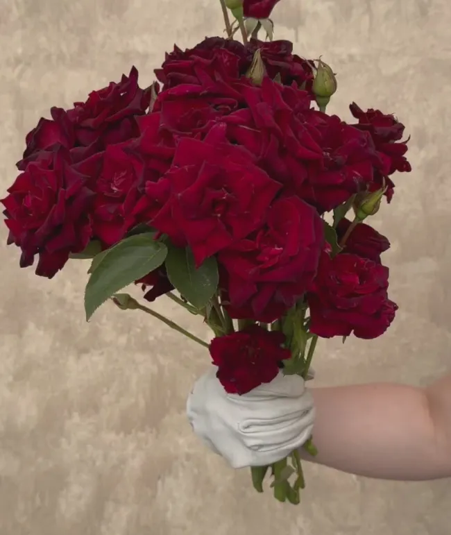 Black Baccara®>Heirloom Roses