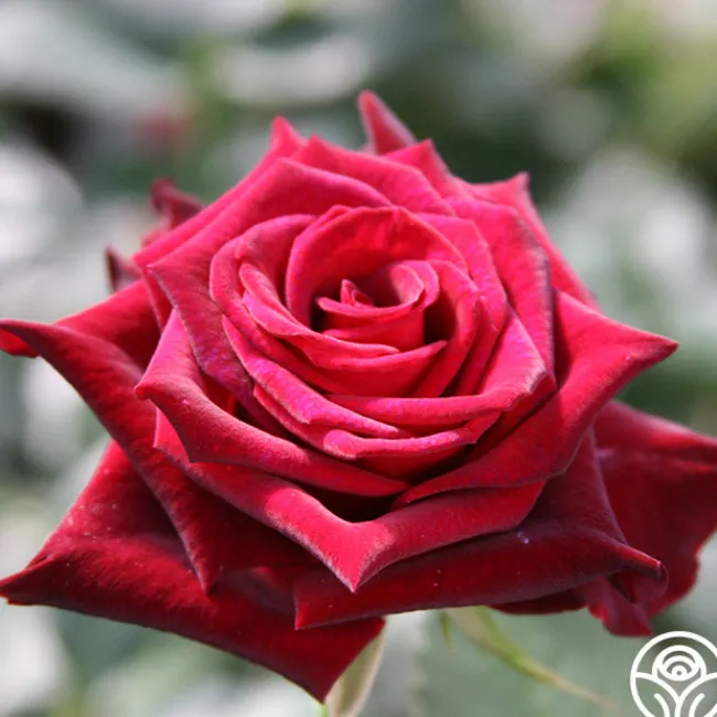 Black Baccara®>Heirloom Roses
