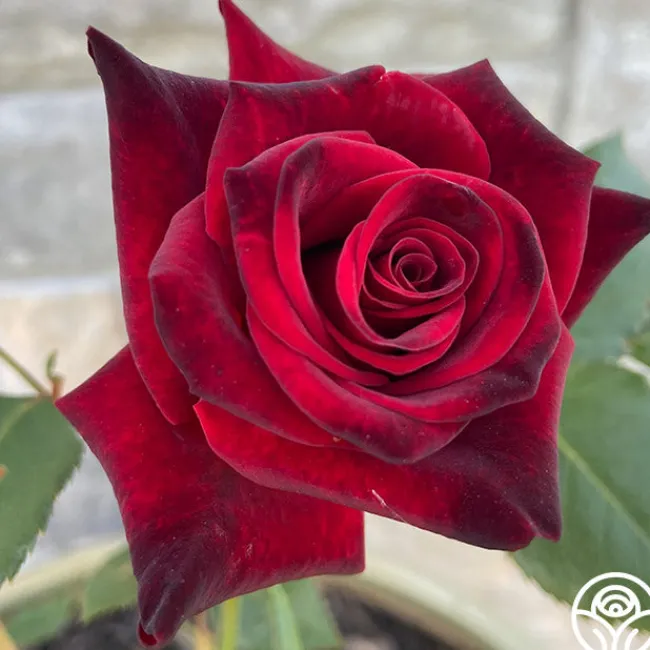 Black Baccara®>Heirloom Roses
