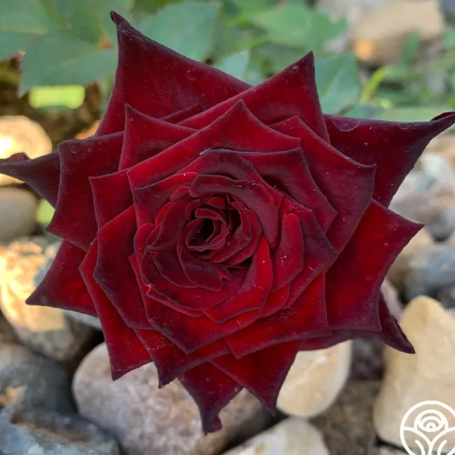 Black Baccara®>Heirloom Roses