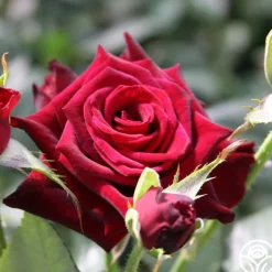 Black Baccara®><noscript><img width=