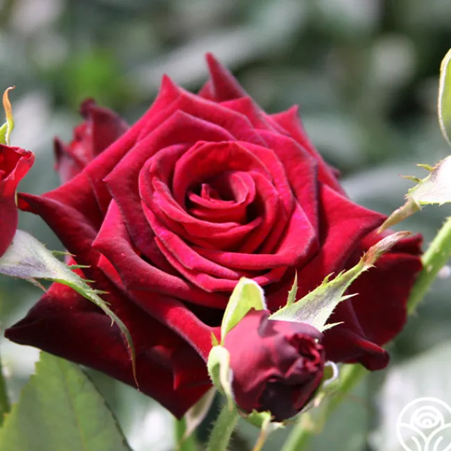 Black Baccara®>Heirloom Roses
