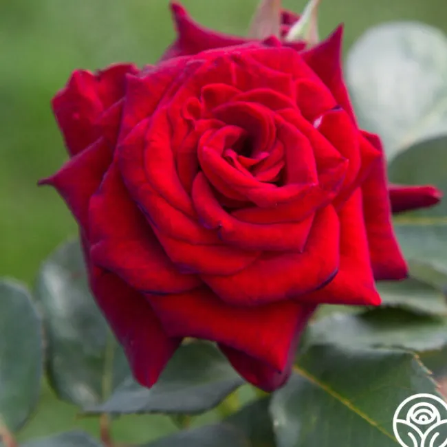 Black Baccara®>Heirloom Roses