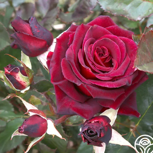 Black Baccara®>Heirloom Roses
