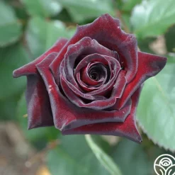 Black Baccara®><noscript><img width=