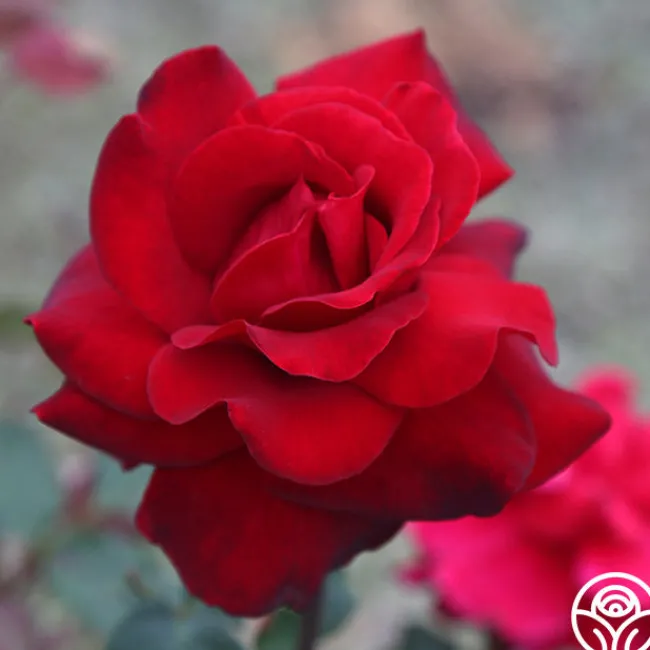Black Beauty®>Heirloom Roses Sale