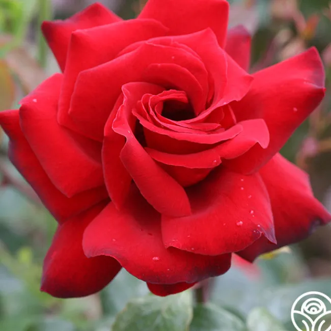 Black Beauty®>Heirloom Roses Sale