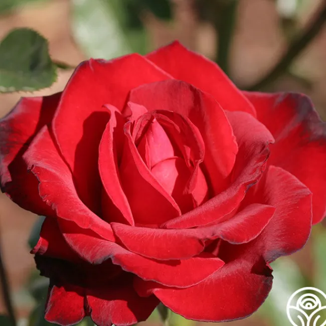 Black Beauty®>Heirloom Roses Sale