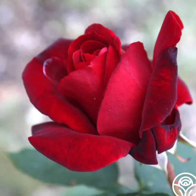 Black Beauty®>Heirloom Roses Sale