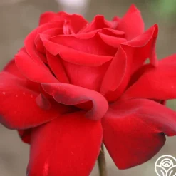 Black Beauty®><noscript><img width=