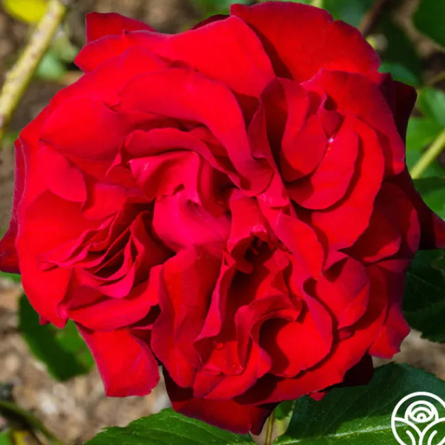 Black Cherry™>Heirloom Roses Online