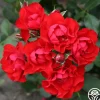 Black Forest Rose®>Heirloom Roses Sale