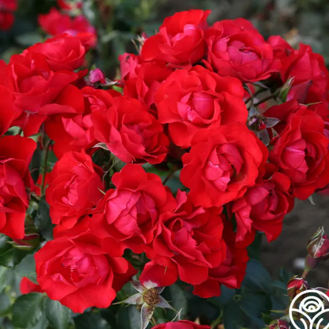 Black Forest Rose®>Heirloom Roses Sale