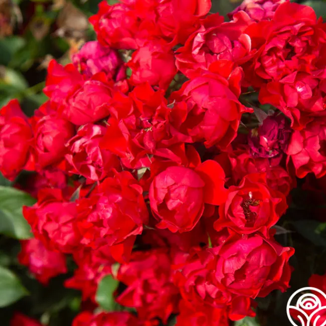 Black Forest Rose®>Heirloom Roses Sale