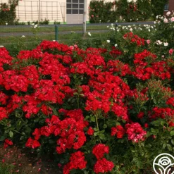 Black Forest Rose®><noscript><img width=