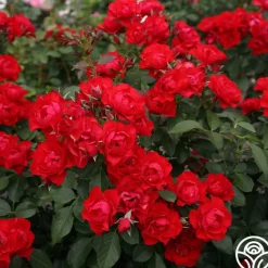 Black Forest Rose®><noscript><img width=