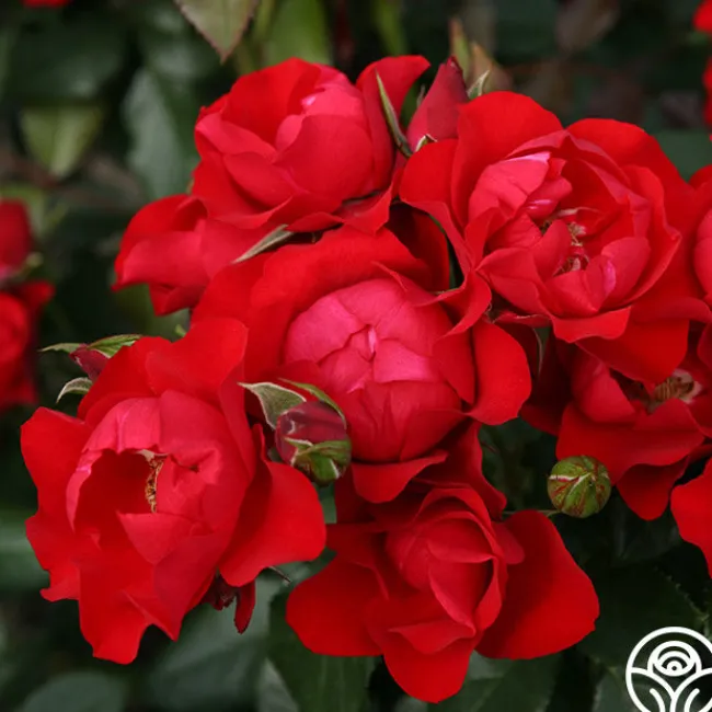 Black Forest Rose®>Heirloom Roses Sale