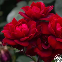 Black Ice™>Heirloom Roses Hot