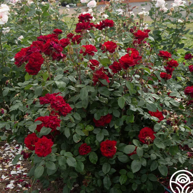 Black Ice™>Heirloom Roses Hot