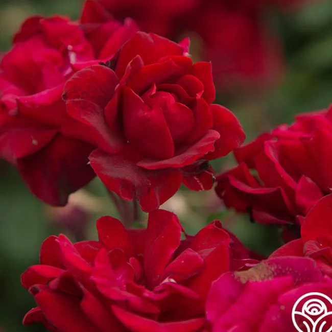 Black Ice™>Heirloom Roses Hot
